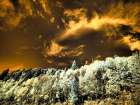 USA-Utah Aspen grove in infrared of the Logan Pass area Art Print
